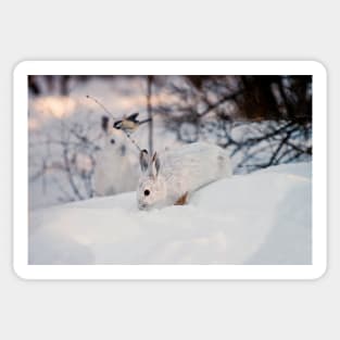 Snow Shoe Hare Sticker